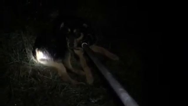 10км.-метис ротвейлера, сбит машиной, перелом бедра. смотреть онлайн