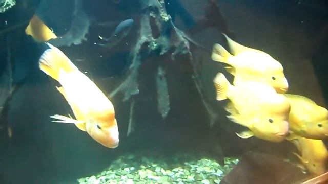 Цихлазома цитроновая смотреть онлайн