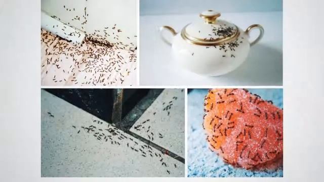 10 Самых Мерзких Насекомых, Которые Живут в Квартирах смотреть онлайн