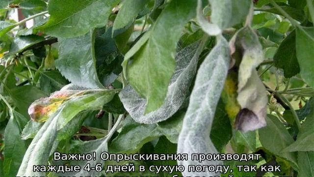 Мучнистая роса на яблоне: как бороться смотреть онлайн