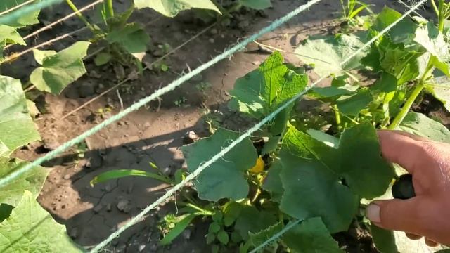 Светлана заболела ! Приехал Николай! Капаем на дому