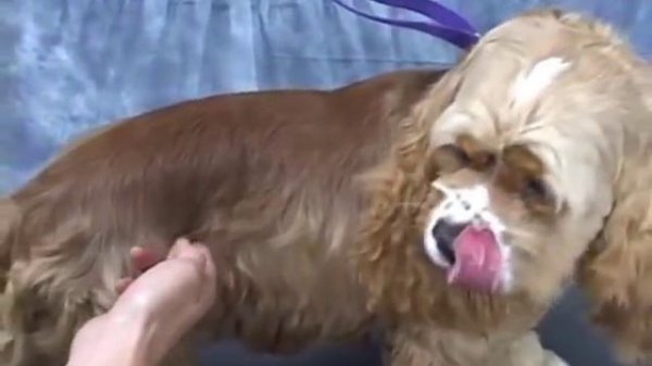 How to Groom a Cocker Spaniel Video at youtube.com