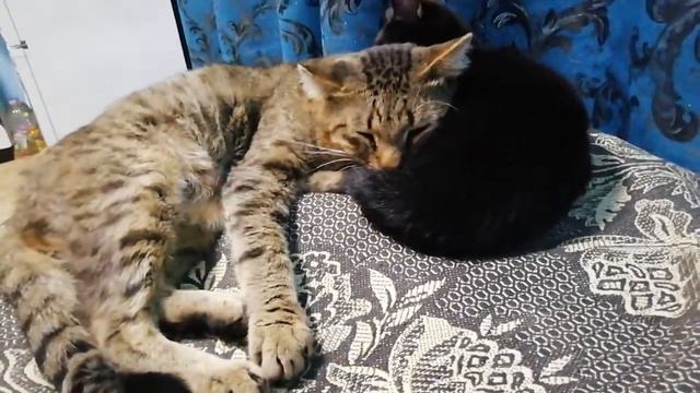 Кошка вместо подушки. смотреть онлайн