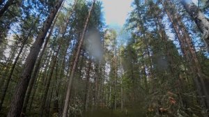 Приключения пушистой банды. Furry Gang Adventures