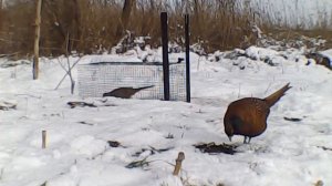 Клетка для ловли фазанов