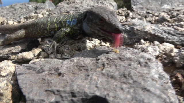 Интересные места на Тенерифе: ручные ящерицы в городе Икод-де-лос-Винос смотреть онлайн