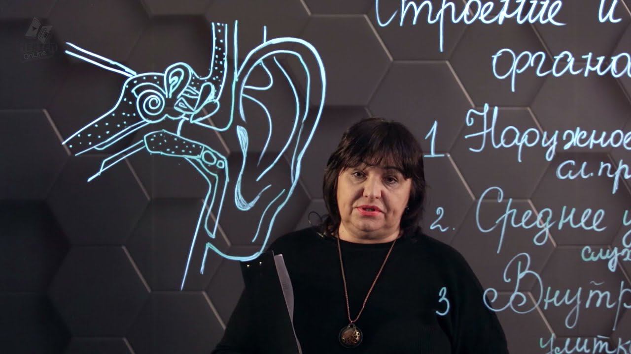 Строение и гигиена органа слуха. 8 класс. смотреть онлайн