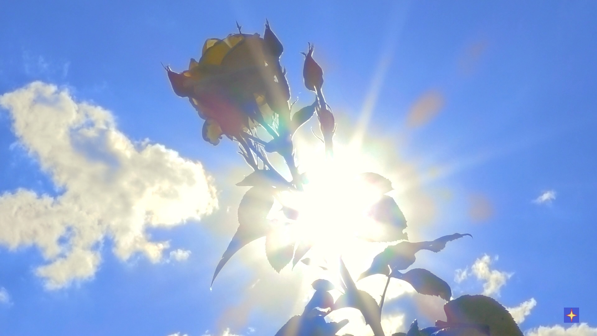 У стелы Ангелов волна цветов