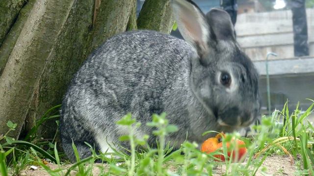 Звук кролика