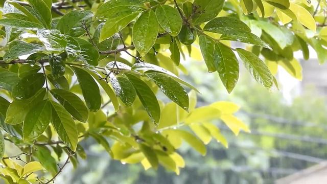 relaxing Beautiful Piano with Rain Sounds - Stress Relief, Meditation Music, feeling good смотреть онлайн