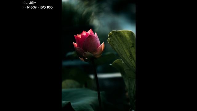 Canon EOS RP (4K) Sample Images with Camera Settings (2023) смотреть онлайн