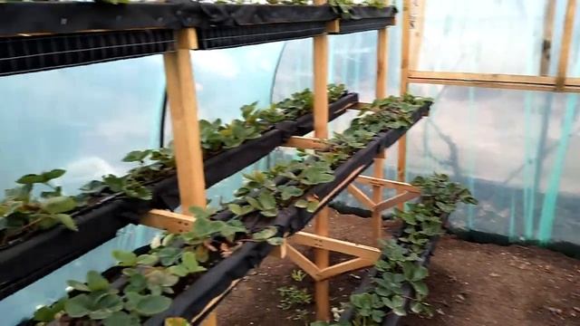 Клубника на стеллажах.