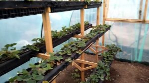 Клубника на стеллажах.