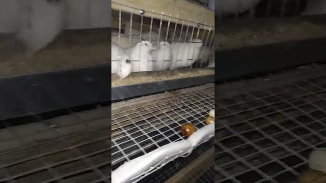 Перепела фараон, техасский белый.когда начинают нестись? вес в 45 дней!