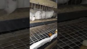 Перепела фараон, техасский белый.когда начинают нестись? вес в 45 дней!