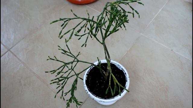 Хатиора пересадка, и пробуждение спящих почек БЕЗ ОБРЕЗКИ.__Валентина Земскова.