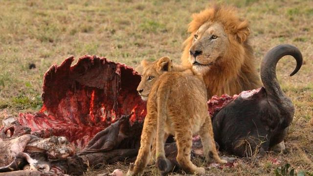 ТОП 10 Самых Опасных Животных в Мире