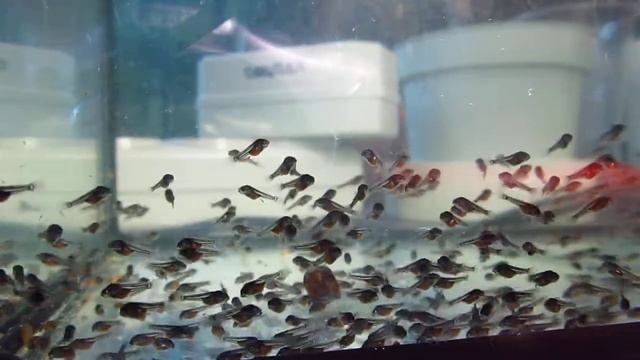 Скалярии Разведение от А до Я. Мальки крупным планом. 5 день кормления. Angel fish fry, many eat смотреть онлайн