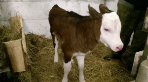 Корова после ОТЁЛА/ Кормление и замер тёлочки