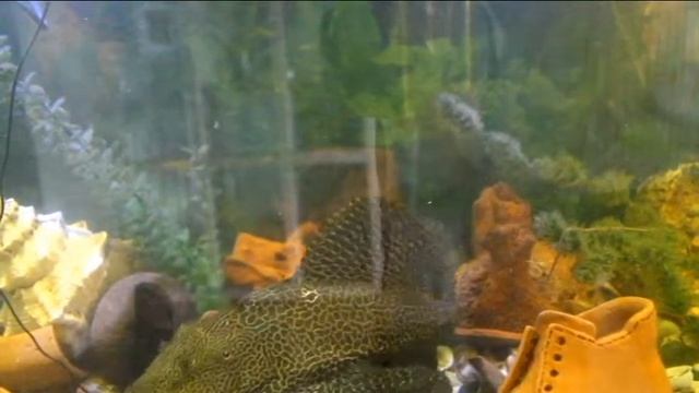 Анциструс обыкновенный (лат. Ancistrus Dolichopterus), сом присоска