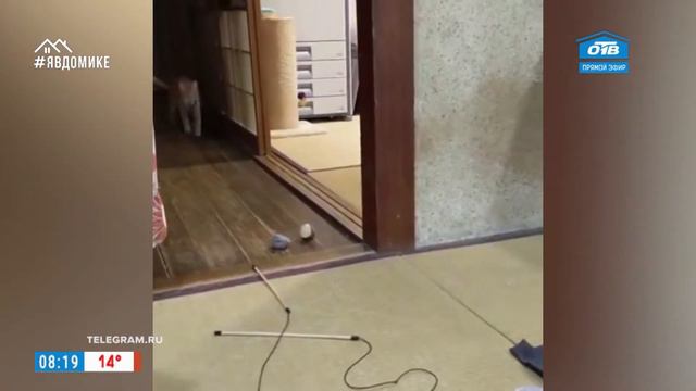 Все хвосты все дома – милые корги смотреть онлайн