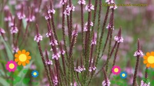 Вербена копьевидная. Краткий обзор, описание характеристик, где купить verbena hastata