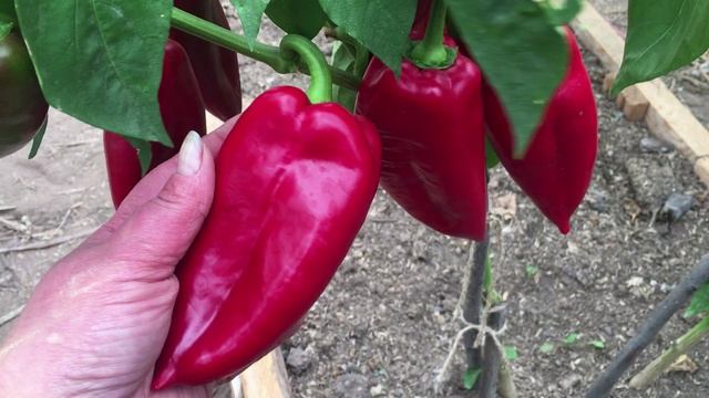 Перец Атлант – название не обманывает? смотреть онлайн