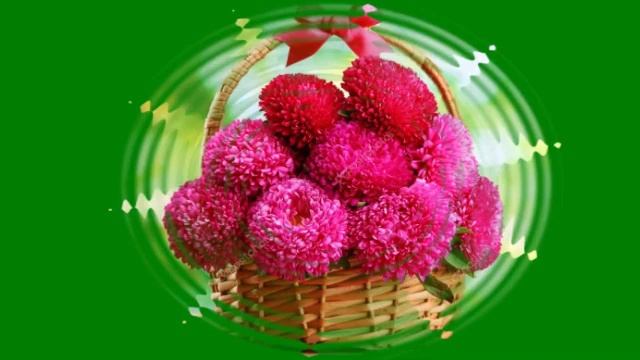 ОСЕННИЕ АСТРЫ смотреть онлайн