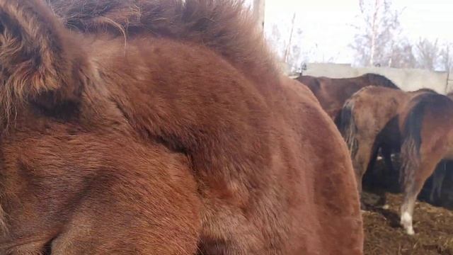 Адаптация кобылок в табуне. смотреть онлайн