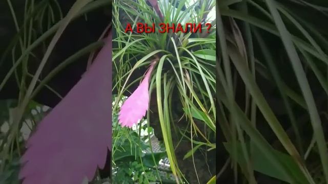 ВРИЕЗИЯ БЛЕСТЯЩАЯ (СПЛЕНРИЕТ) смотреть онлайн