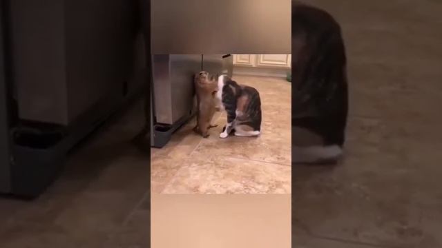 #коты #cat #животные #приколы #дослез #нежности #объятия смотреть онлайн