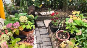 Когда лучше сажать осенью или весной кустарники деревья гортензии