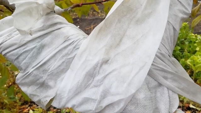 Защита плодовых деревьев и кустарников от грызунов смотреть онлайн