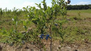 Обзор голубики сорта Мидер в Подмосковье.