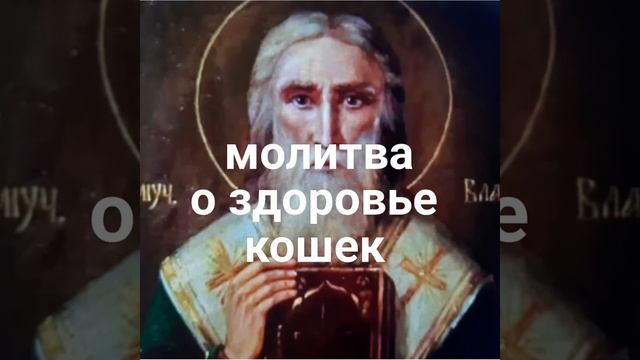 Молитва Святому Власию о здоровье кошек.