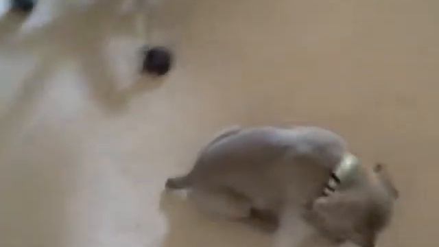 Remi learns to sit смотреть онлайн