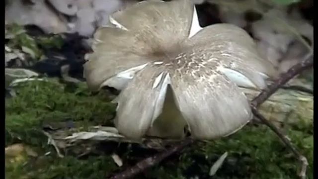 Грибы Веселки в лесу растут полянами. Грузди черные. смотреть онлайн