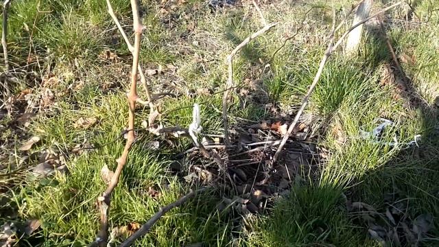 ОБРЕЗКА винограда и ФОРМИРОВАНИЕ куста по годам - молодого первого/второго года, взрослого. смотреть онлайн