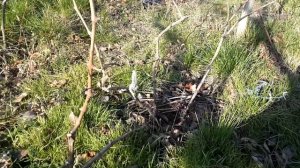 ОБРЕЗКА винограда и ФОРМИРОВАНИЕ куста по годам - молодого первого/второго года, взрослого.