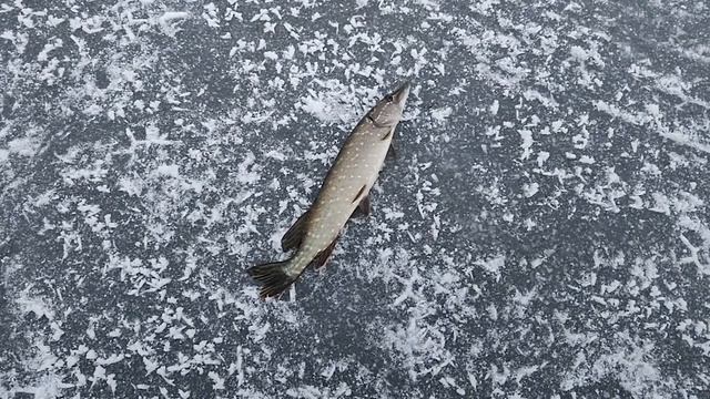 Открытие зимнего сезона твердой воды 2022-2023. Ловля щуки на жерлицы. ловля ночью смотреть онлайн