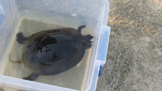 Суп из черепахи