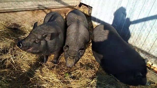 Вьетнамские вислобрюхие в Сибири. смотреть онлайн