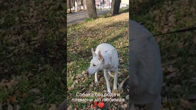 #shorts Беспородная ,но добрая собака . Люди спрашивают какая это порода ? смотреть онлайн