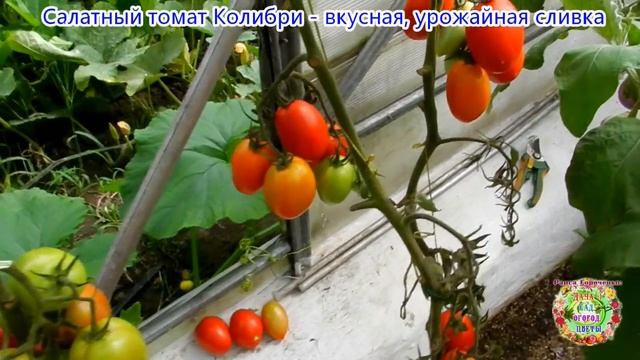 Салатный томат Колибри - вкусная, урожайная сливка смотреть онлайн