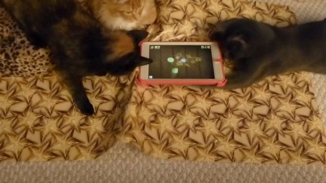2012 Our Kitten Trio iPad 4 смотреть онлайн