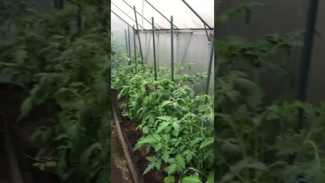 Мой сад и огород, ремонт дома часть 5 смотреть онлайн