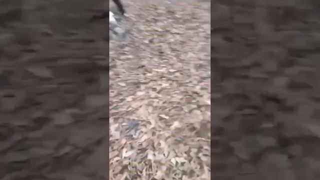 Делаем 3 плот!! (доделаем или зимой или летом 2024 !!) (в видео 15+) смотреть онлайн