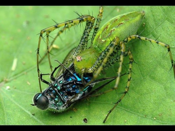 Паук vs наездник из семейства ихневмонид