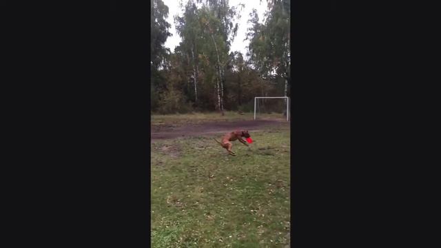 Pitbul Sport смотреть онлайн