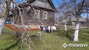 Воздушные отводки на яблоне.